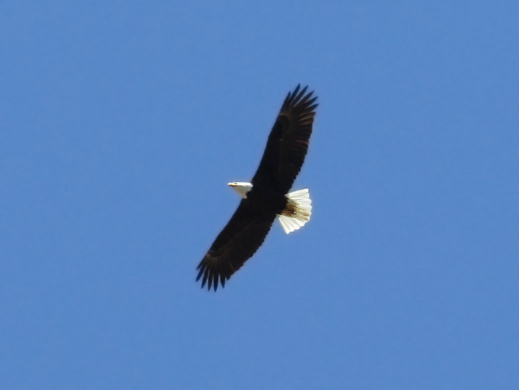 bald_eagle_noise_reduce Cascadian Abroad